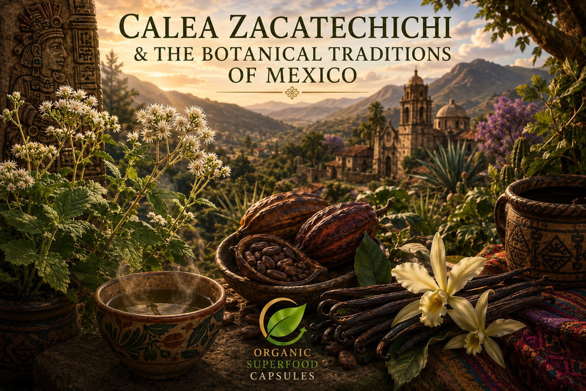 Calea Zacatechichi & the Botanical Traditions of Mexico