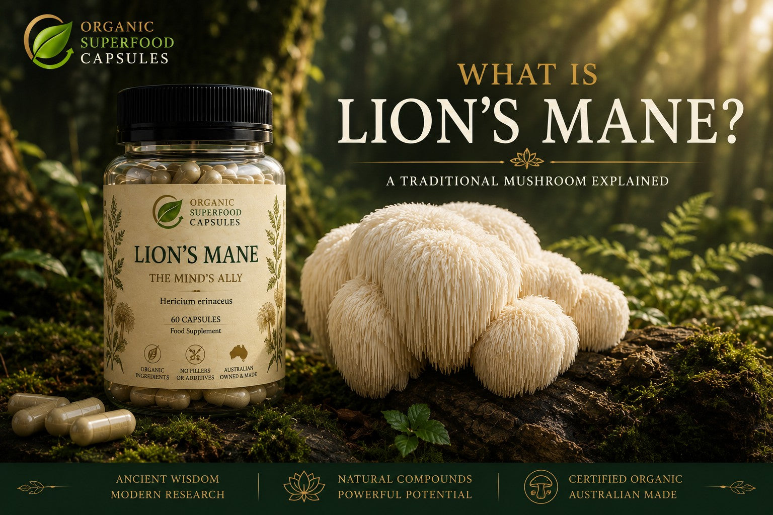What Is Lion's Mane? A Traditional Mushroom Explained