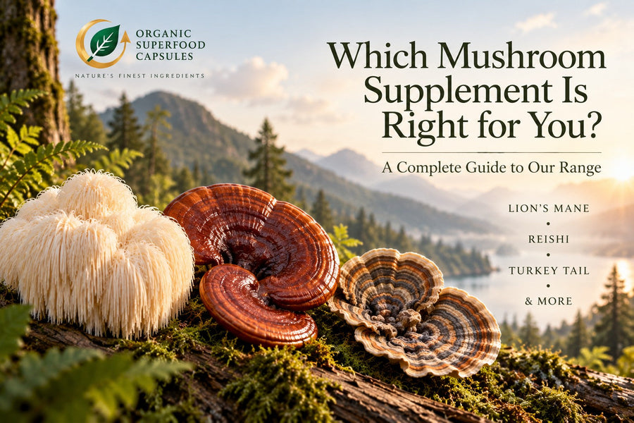Which Mushroom Supplement Is Right for You? A Complete Guide to Our Range