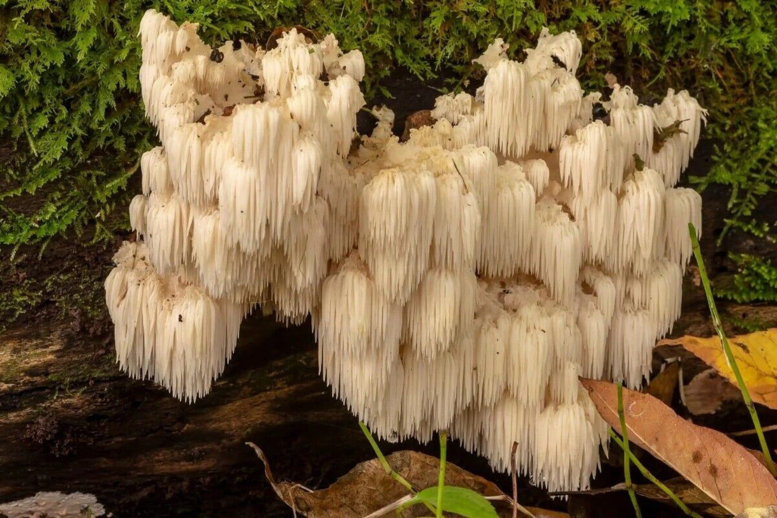 A bottle of supplements labeled 'Organic Cayenne Pepper 30:1 Lion's Mane Mushroom' indicating the product contains organic cayenne pepper and lion's mane mushroom powder in capsule form.