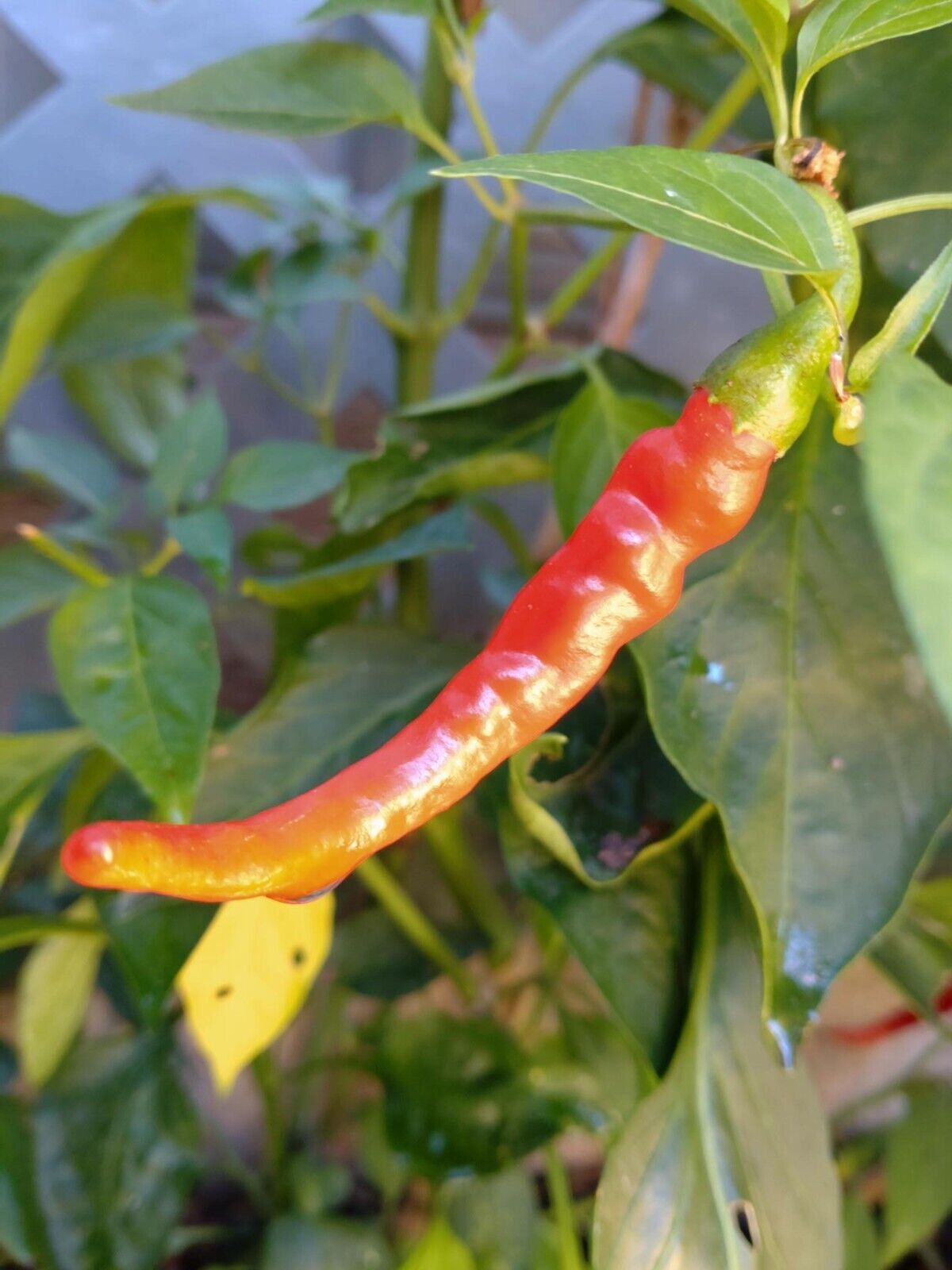 Organic cayenne pepper