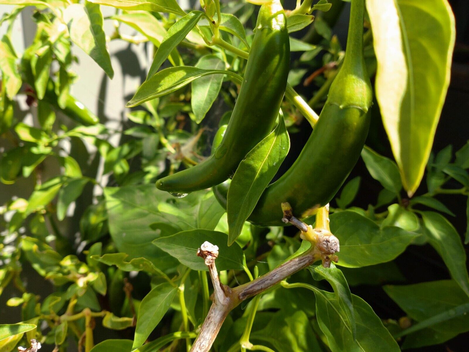 Organic Cayenne & Habanero Pepper 
