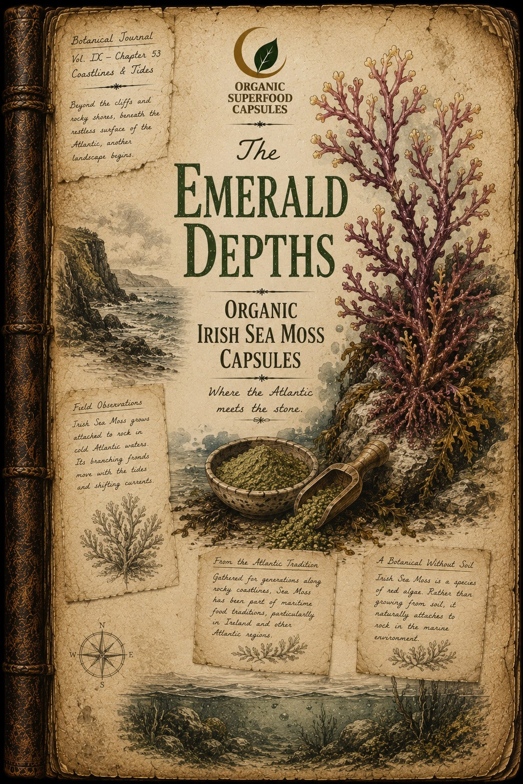 Organic Irish Sea Moss Capsules | The Emerald Depths