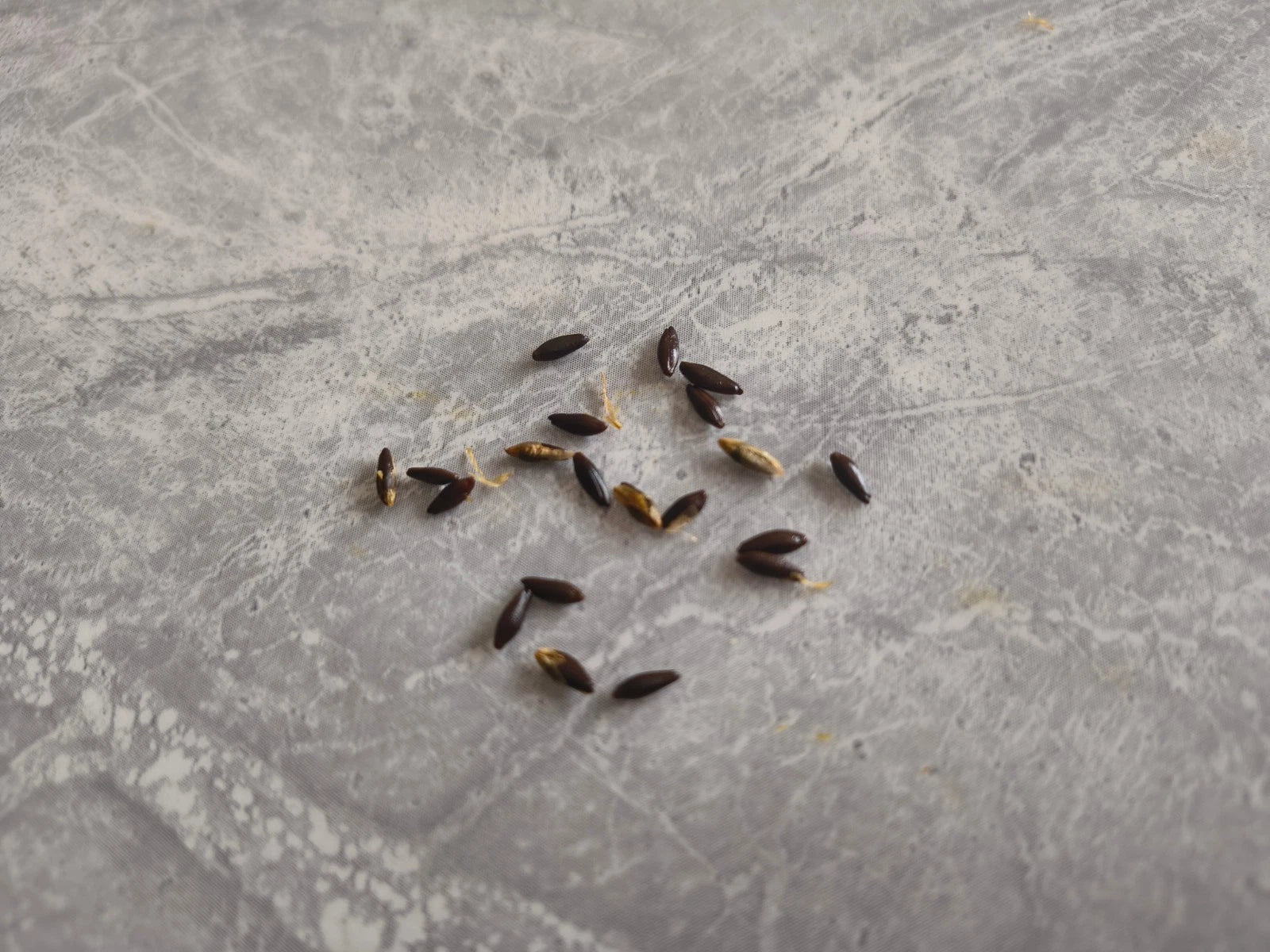 Seeds scattered on a textured gray surface