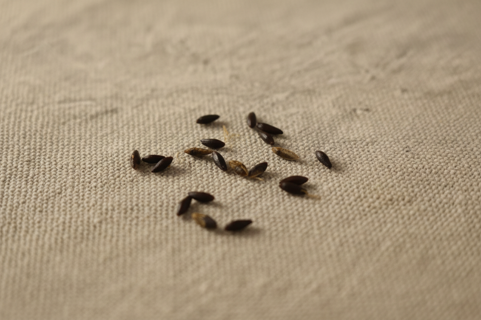 Sea Buckthorn Seeds Macro Detail
